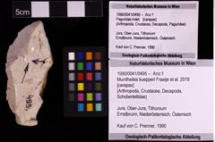 Foto (Objekt + Etiketten) von Munitheites kuepperi (Fraaije et al., 2019) (NHMW-GEO-1990-0041-0495)